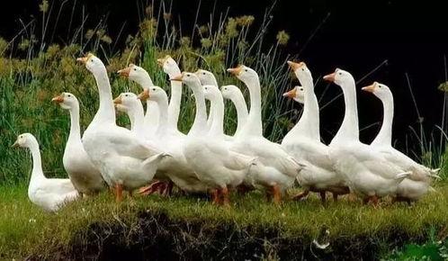 八鹅吃瓜菌娱乐圈,娱乐圈风云录