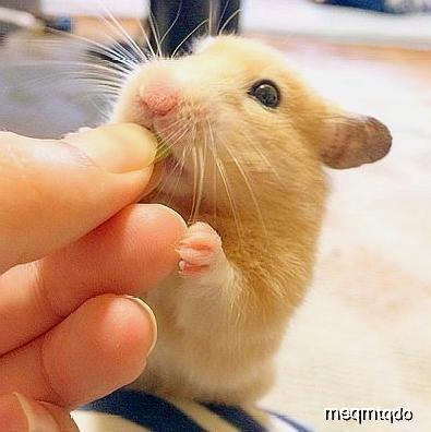 娱乐吃瓜鼠,揭秘娱乐圈那些不为人知的幕后故事