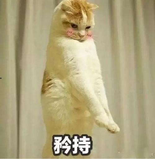 娱乐圈猫猫吃瓜小说,猫猫吃瓜，揭秘明星背后的秘密